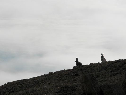 Arctic Hares