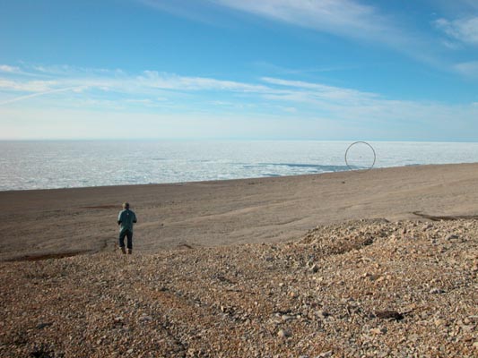 Vagabond in ice